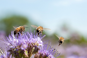 drei Bienen fliegen von einer Blüte weg